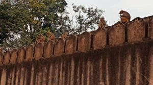 Целый забор обезьян!