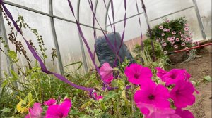 Дачный влог 07.10.22 начала обработку теплицы, опять сушу лук, лапника набрали