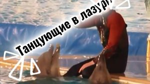 Танцующие в лазури... Красивая музыка и дельфины