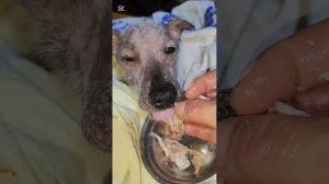 Снежок всех благодарит за вашу помощь