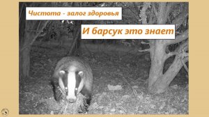 Барсук знает: чистота - залог здоровья. Потому чистка и уборка - это барсучиное всё. 19-20.04.25