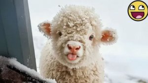 ПРИКОЛЫ С ЖИВОТНЫМИ ЗАБАВНАЯ РЕАКЦИЯ ЖИВОТНЫХ НА СУМАСШЕДШУЮ ПОГОДУ #3