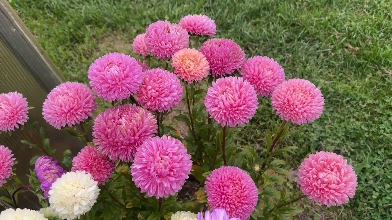 19.09.25 огород опустел, что купила для теплицы смотреть онлайн