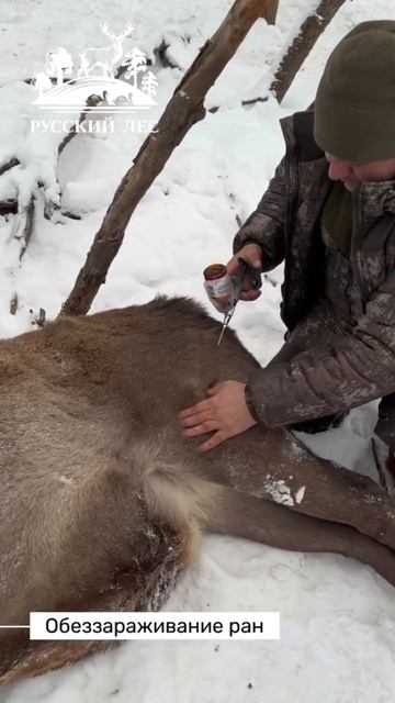 Животные на племя: олень кабан от Ассоциация «Русский лес» смотреть онлайн