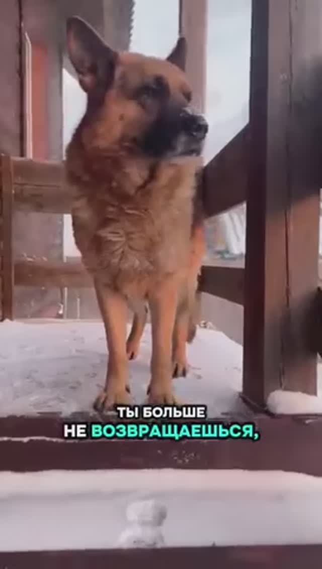 2 вещи, которые боятся собачники... 🥹🐶 смотреть онлайн