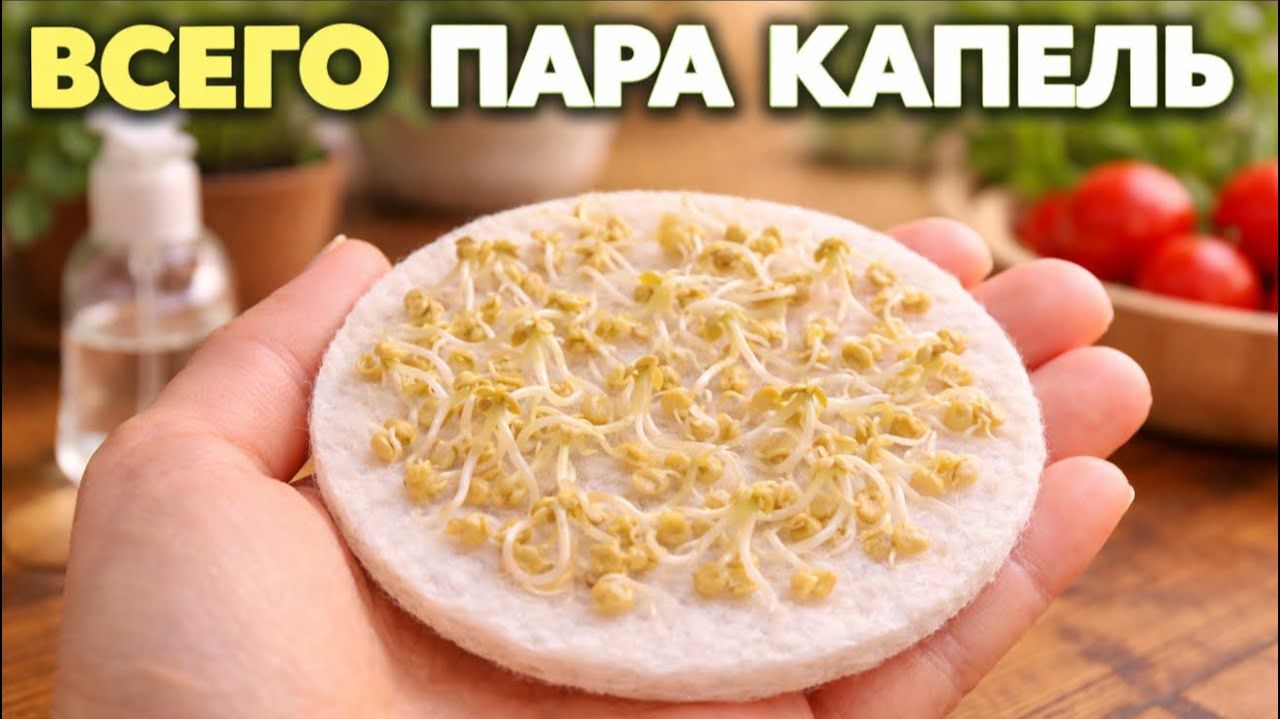 ВСЕГО ПАРА КАПЕЛЬ И СЕМЕНА ТОМАТОВ ПРОРАСТАЮТ ЗА 1 день рассада здоровая не болеет [get.gt] смотреть онлайн