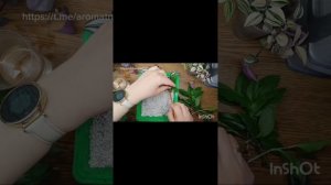 Черенкование традесканции 2026