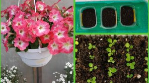 Как посеять петунию на рассаду