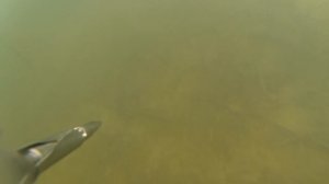 Караси мигранты