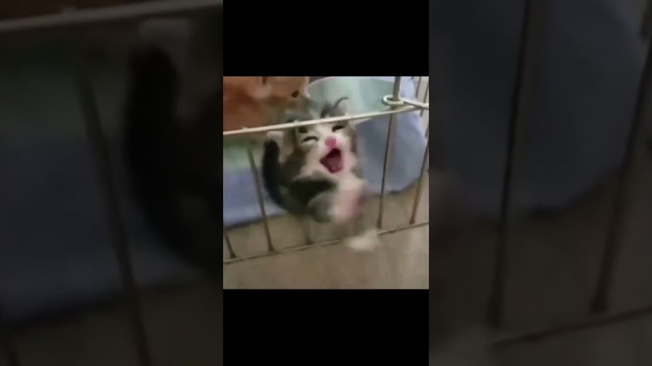 МЯУ #кот #котики #котик #котята #котенок #котёнок #коты #мяу #смешныекоты #смешныеживотные #shorts смотреть онлайн