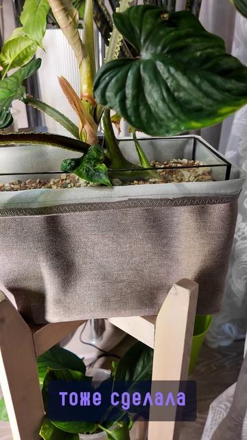 ☘️Как себя чувствуют АЛОКАЗИЯ и ФИЛОДЕНДРОН в ЗКС #комнатныерастения #алоказия #филодендрон смотреть онлайн