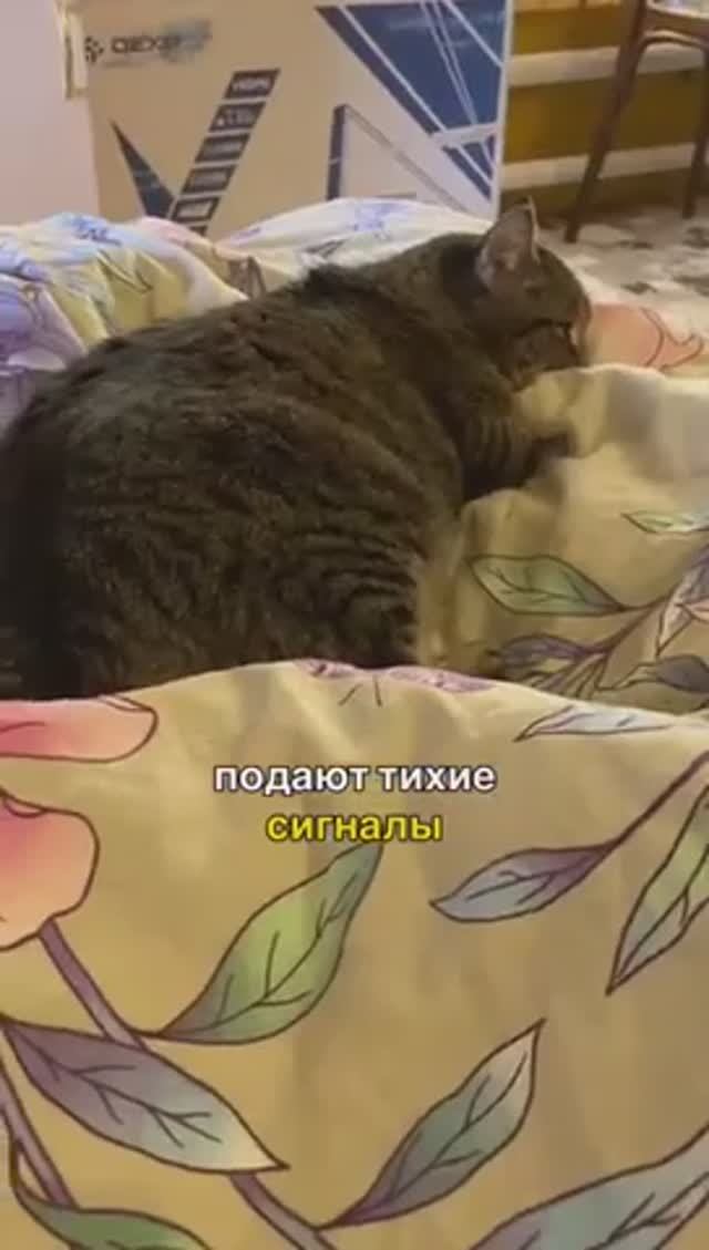 Признаки того, что Ваша кошка угасает... 🥺😿 смотреть онлайн