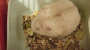 у бубли - коли перекус вчера был