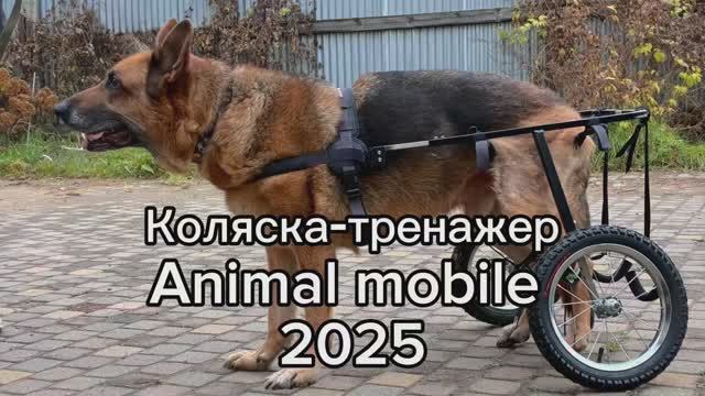 Коляска-тренажер для немецкой овчарки смотреть онлайн