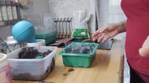 посев перца на рассаду(29.01.26)