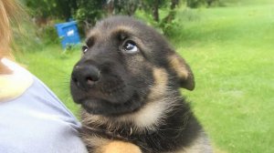 Почему щенки немецкой овчарки — самые умные с рождения