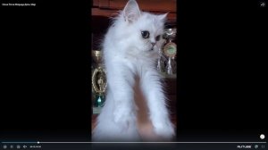 Котята питомника кошек  МИРАДА ДЕЛЬ МАР