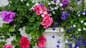 Уже некуда девать! Лобелия, петуния и их черенки на сегодня. Совсем неожиданный сюрприз.