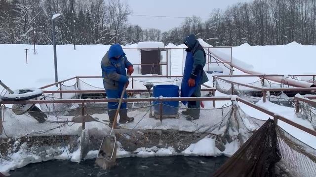 Запуск форели смотреть онлайн