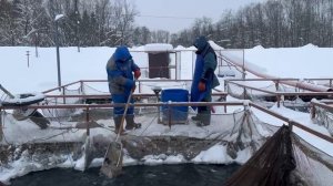 Запуск форели