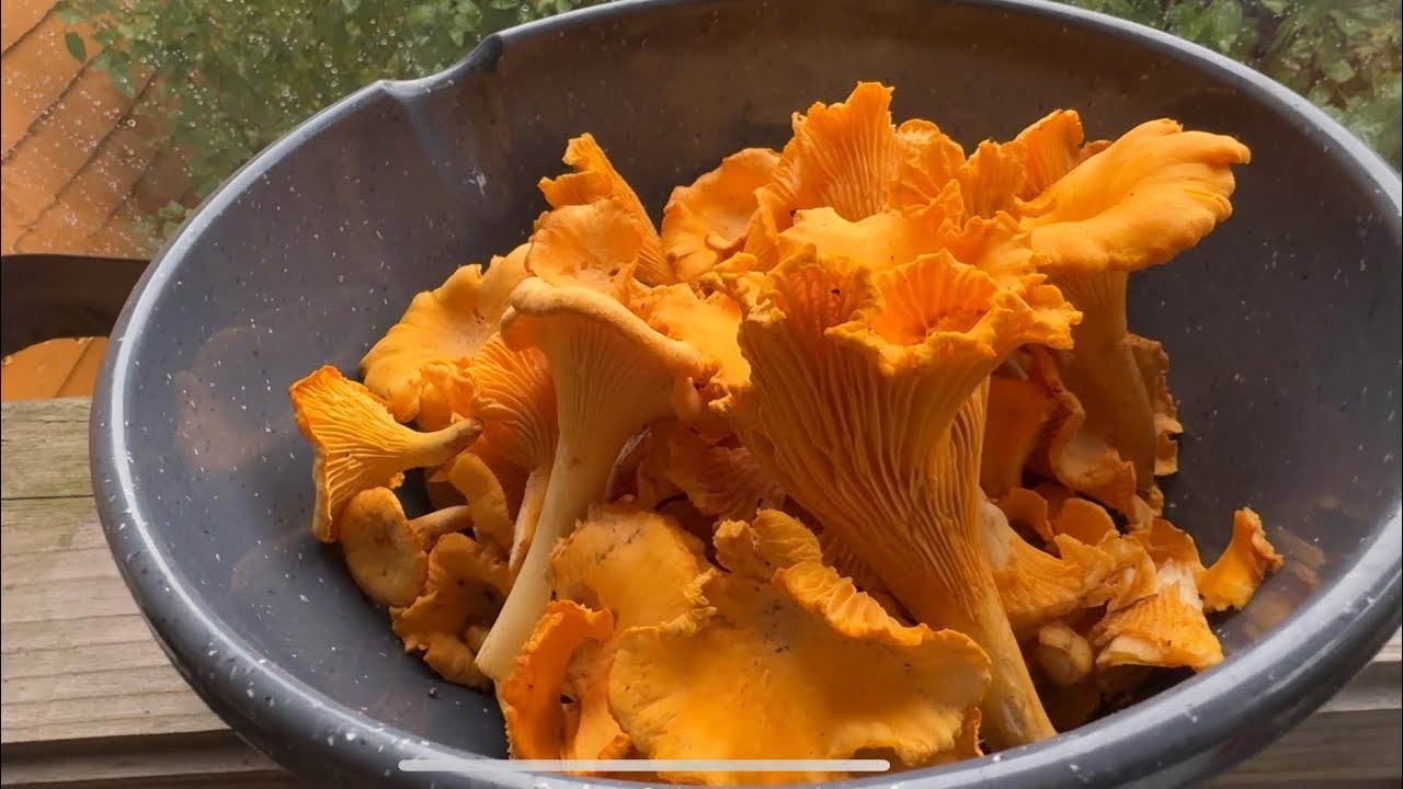 За грибами! Как вкусно заморозить лисички в конце видео. смотреть онлайн