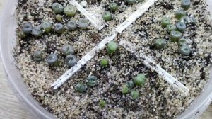 Литопсы через 5 месяцев после посева.