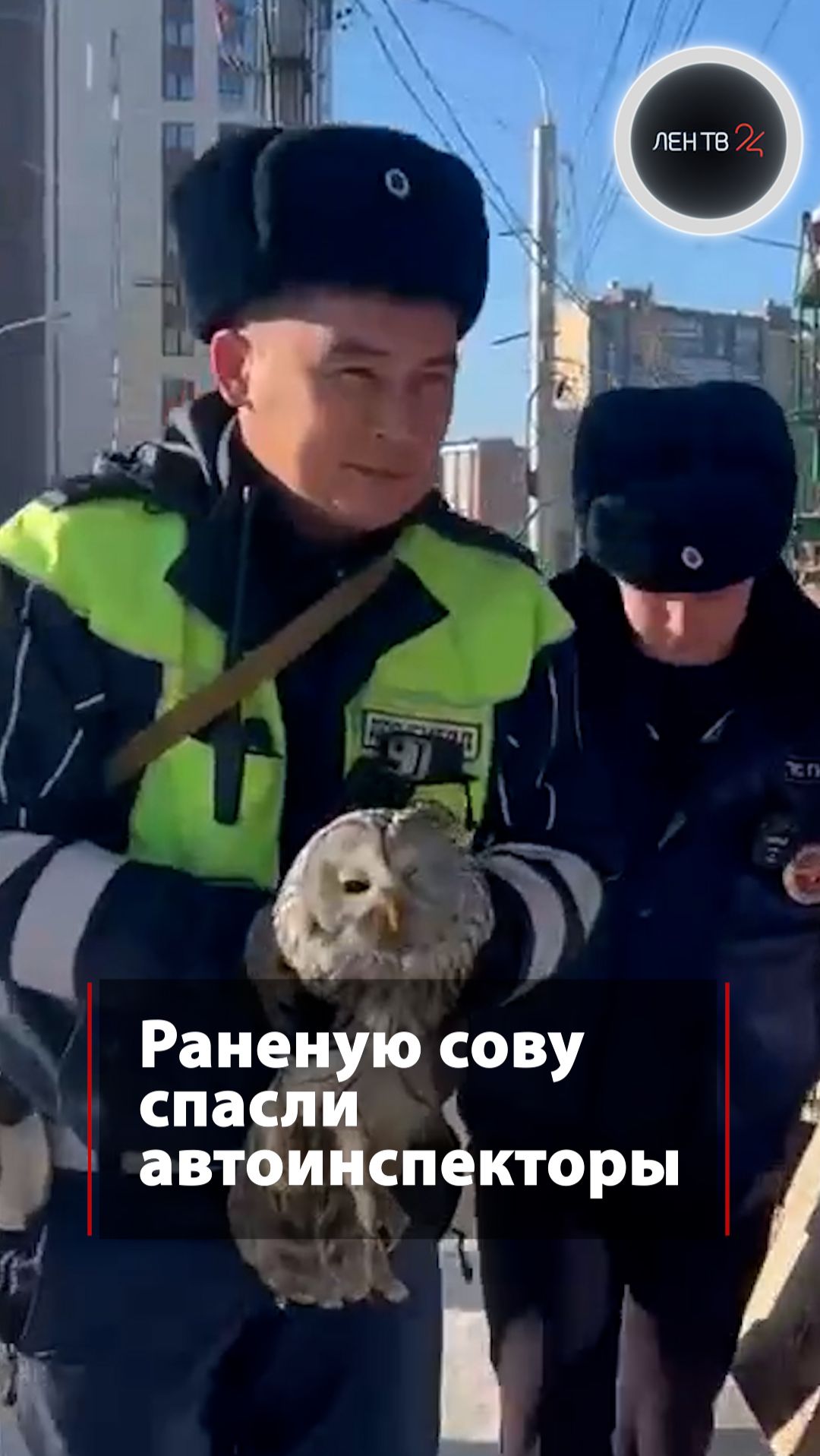 Раненую сову спасли автоинспекторы смотреть онлайн