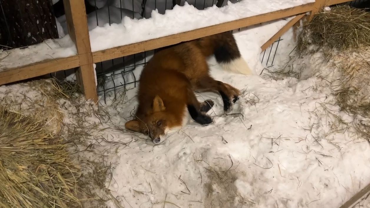 Лиса-Алиса. Поздний визит к лису Игнису смотреть онлайн