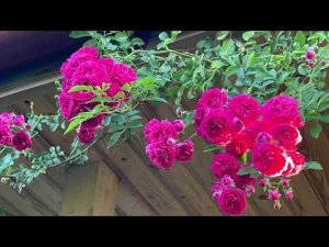 22.07.22 плетистая РОЗА расцвела!  Как дела в деревне…