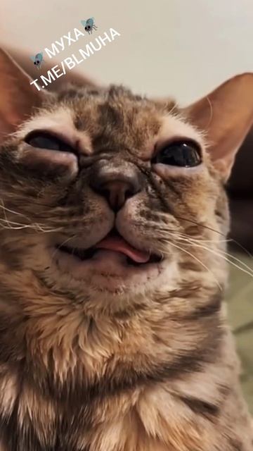 Виски? Вискас?🤣 смотреть онлайн