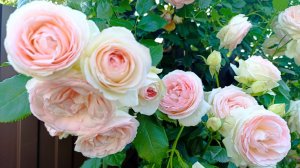 Шарм розы Пьер де Ронсар.