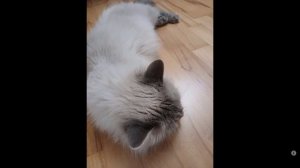 Котята питомника кошек  АТЛАСНЫЕ ЛАПКИ