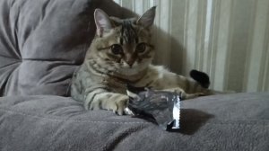 Лучшая игрушка - это фантик 🍬