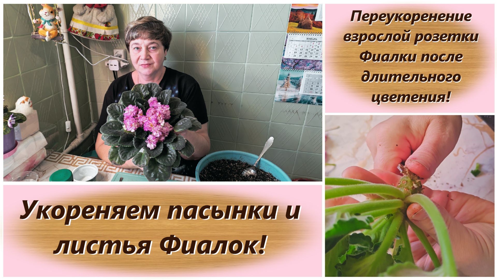 Переукоренение взрослой розетки Фиалки после длительного цветения! Укореняем пасынки и листья Фиалок смотреть онлайн