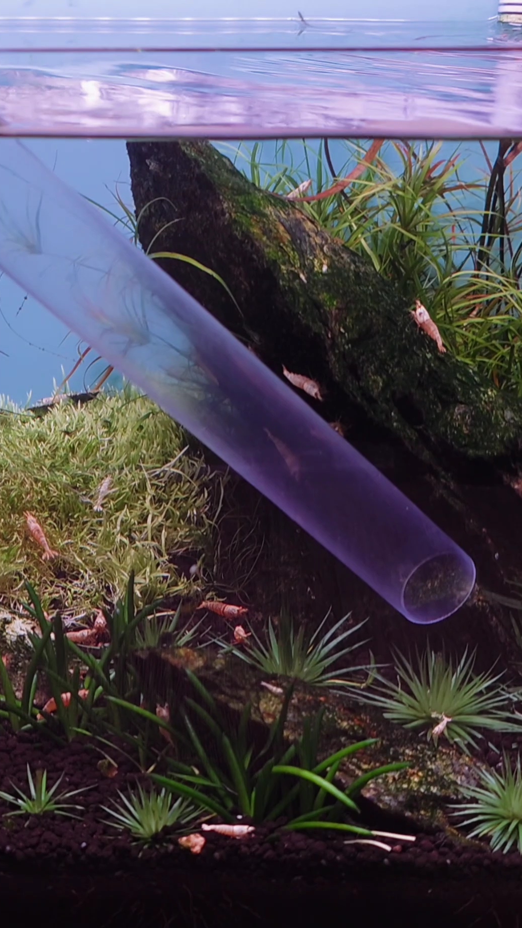 Как правильно обслуживать #аквариум #креветочник смотреть онлайн