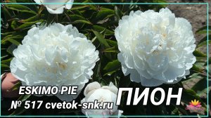Травянистый "ESKIMO PIE"/Сад Ворошиловой