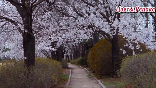 Цветы.Релакс. смотреть онлайн