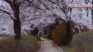 Цветы.Релакс.