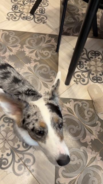 Добби смотреть онлайн