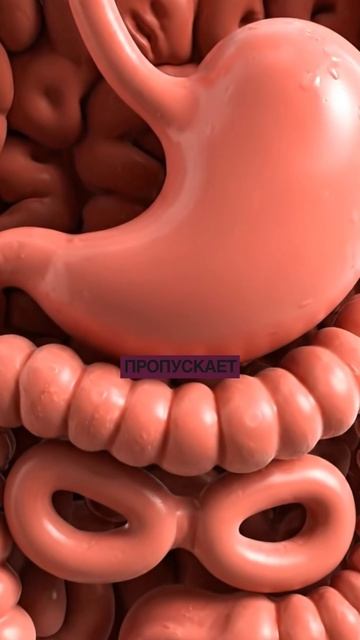 Почему после праздников тяжесть и вздутие — даже если «не переедали» смотреть онлайн