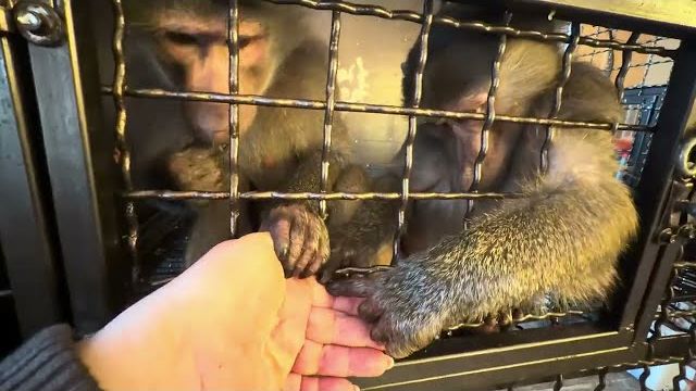 Степа с Люсей стали примерными детьми, лишь бы я их пустила к Анфисе с Маней😁 смотреть онлайн