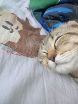 кит ты маму мав?