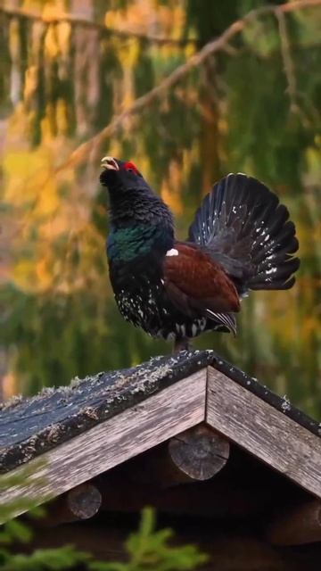 VID_20260129_073926_959.mp4 смотреть онлайн