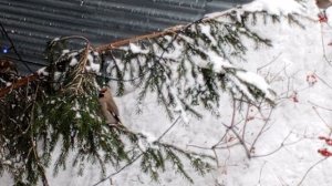 свиристели пробуют ягоду.Карта на корм зверятам 2202 2062 6013 7323