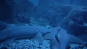 Усатая акула-нянька. Акулы спят. Спящие акулы. Океанариум РИО