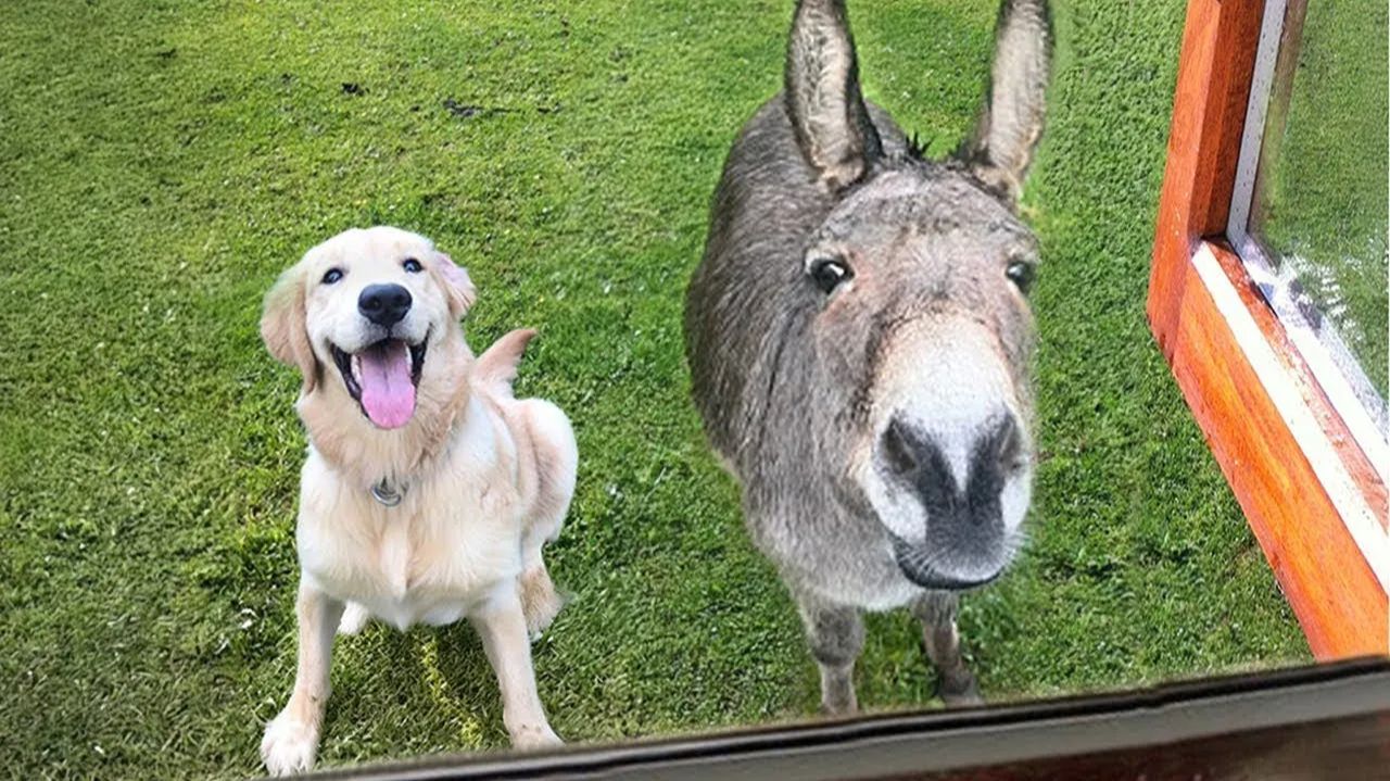 Моя собака привела друга. Мы не ожидали такого поворота 😭 смотреть онлайн