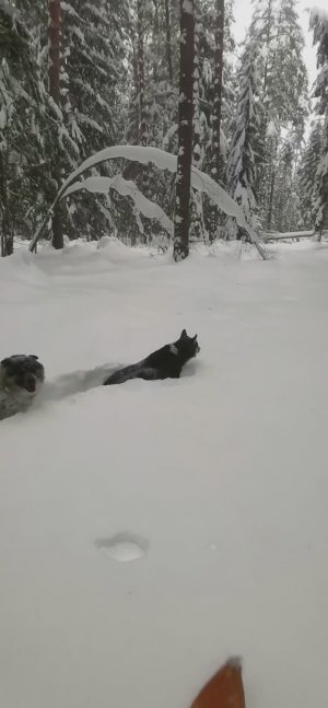 Снегопад, лыжи и две собаки. Пеший поход в лес.