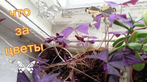 Посадила цветы как называется даже не знаю. Зато цветут красиво