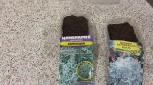 Цинерария посев 28.01.26 Серебряная пыль,  Приморская белеющая.