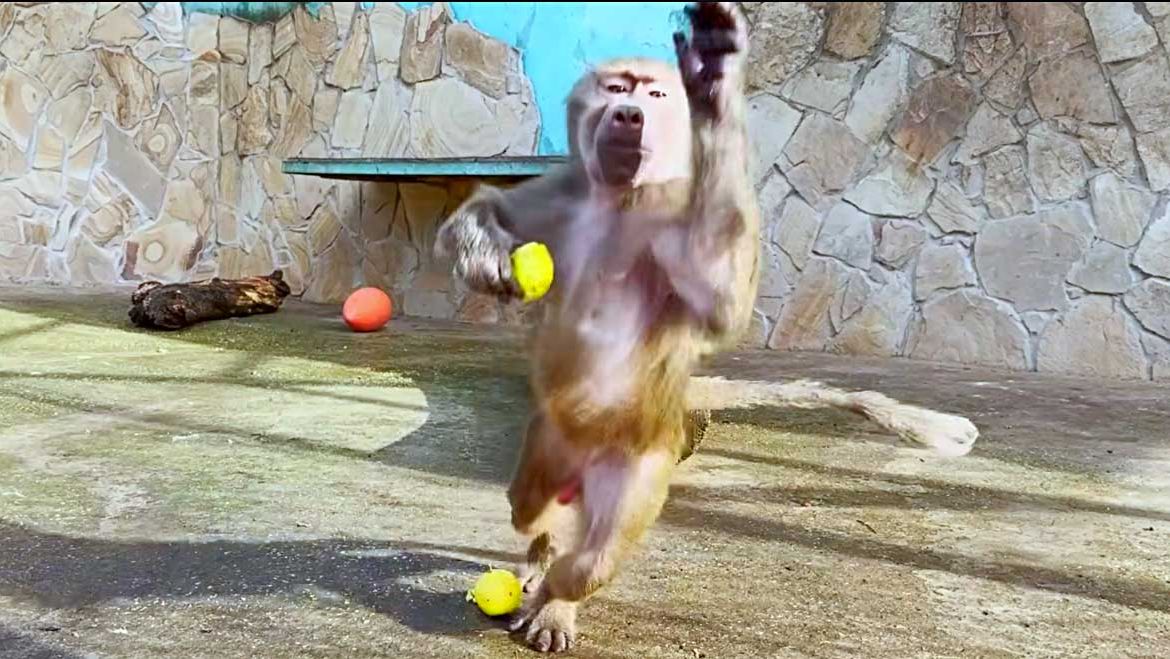 Кричат, радуются - встреча с Люсей, Стёпой, Маней! Степа прыгнул к нам с радостью- его похвалили! смотреть онлайн